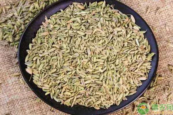 茴香今日的价值多少钱,2023年茴香多少钱一公斤