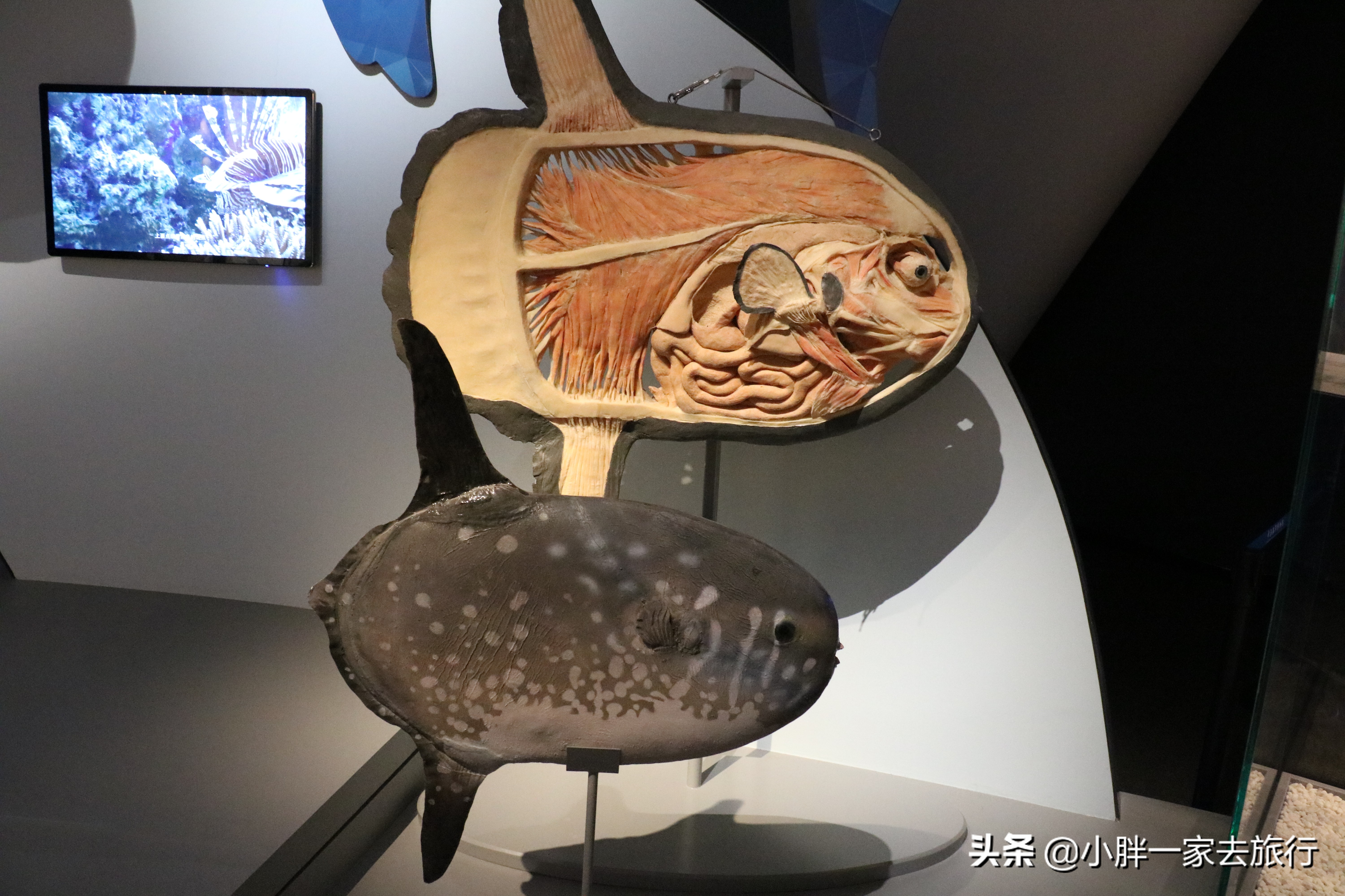 最大的北京海洋博物馆,海上故宫国家海洋博物馆