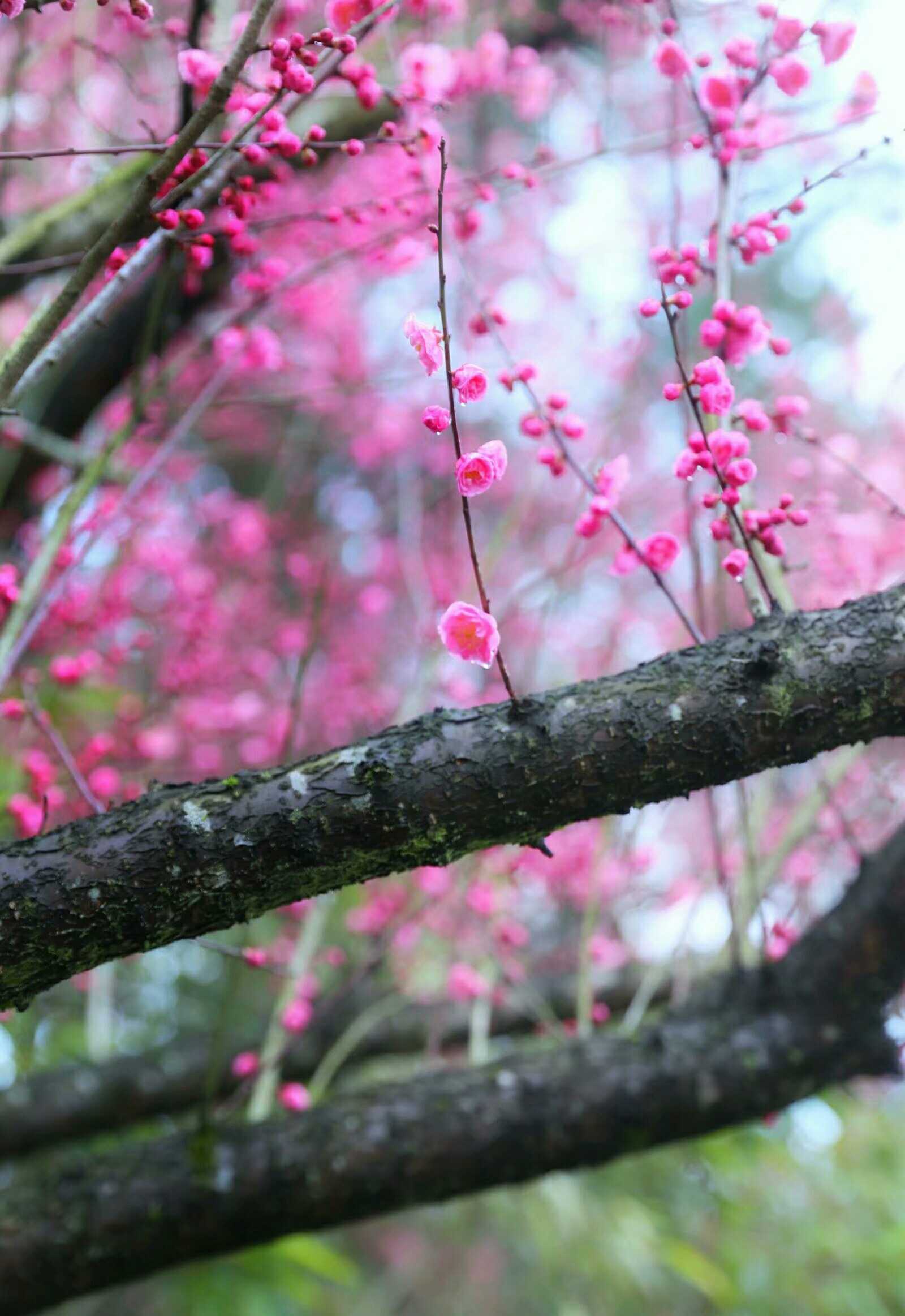 等待春暖花开散文,春暖花开唯美散文