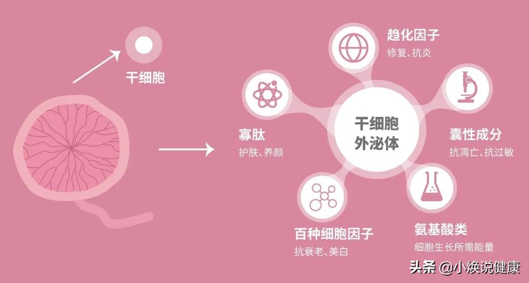 新生儿神奇的见面礼—“细胞界”品学兼优的学霸