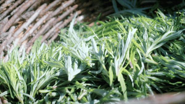 夏季苦夏如何调理,夏季吃5种苦味食物胜过进补