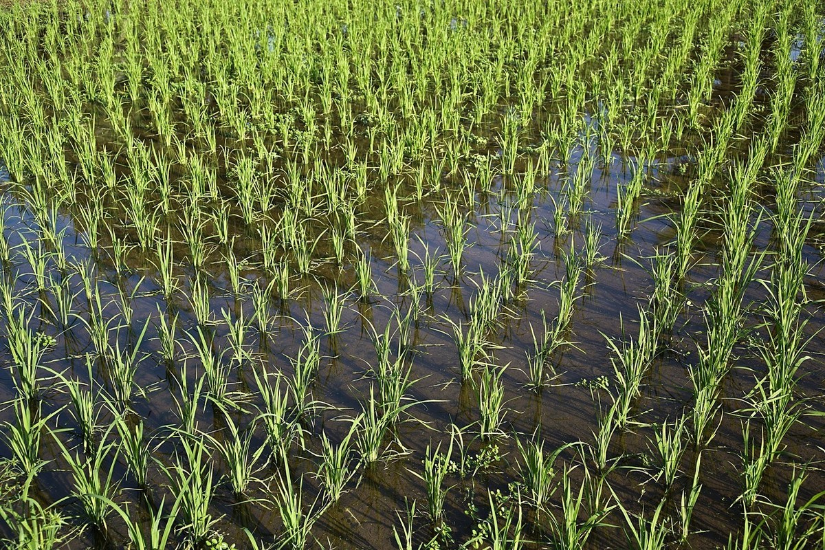 黄鳝钓鱼技巧和方法,黄鳝好钓还是鱼好钓