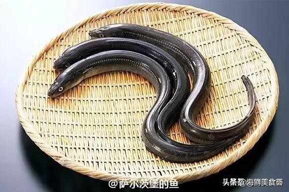 32种经典寿司做法视频,寿司常用的鱼