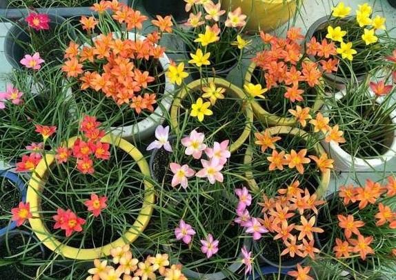 黄豆沤肥怎样才能没有臭味,买的发酵好的黄豆饼肥还有臭味吗