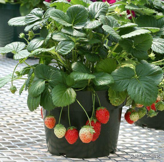 草莓还可以这么吃又学会了一招,草莓自己在家怎么种植