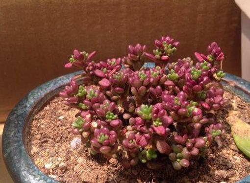 紫米粒多肉的养护方法,多肉紫雾小苗怎么扦插