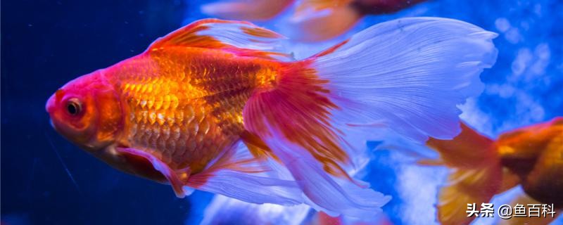 养狮子头金鱼的最佳水温是多少,兰寿金鱼适合多少度的水温混养