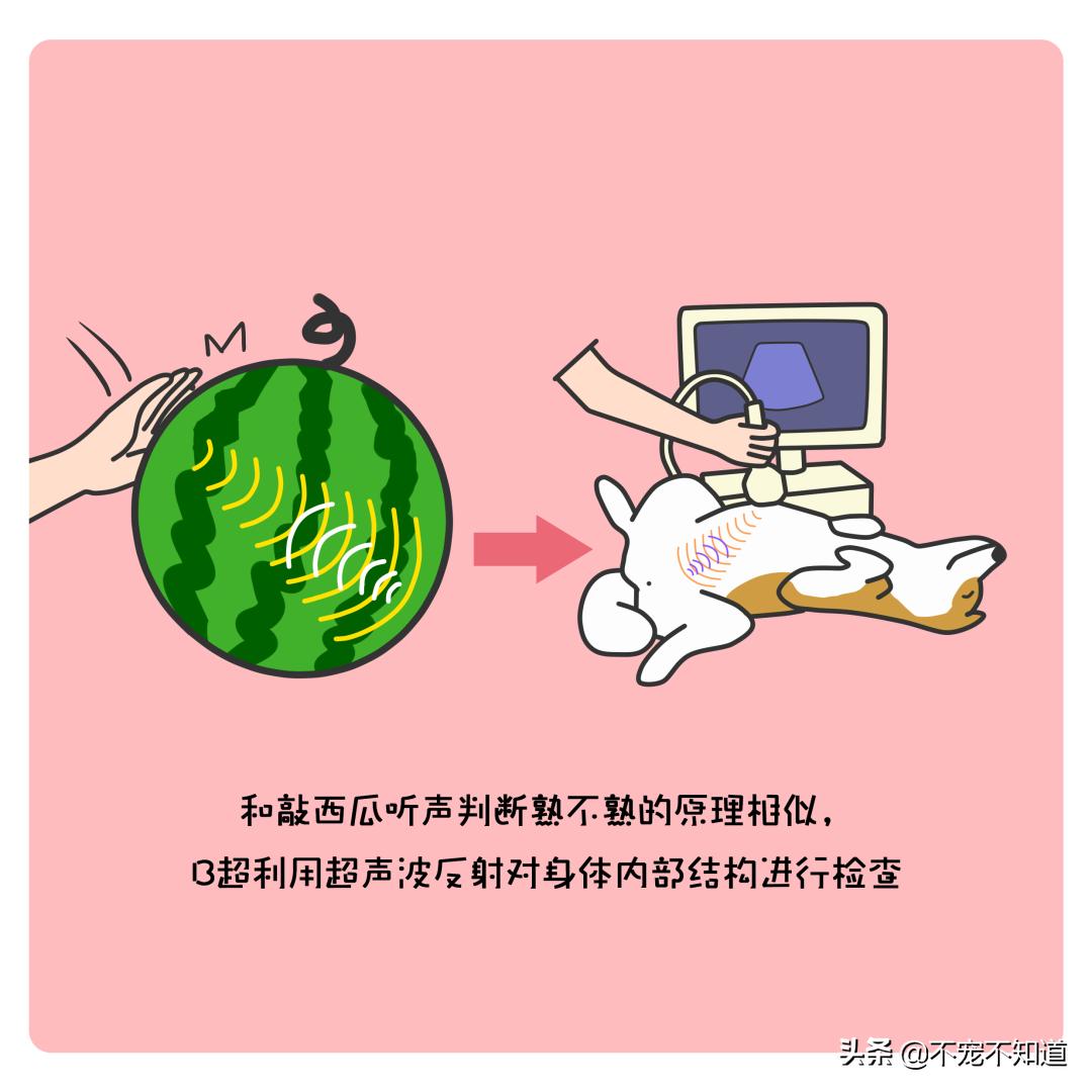 宠物b超和x光的区别,宠物检查b超费用