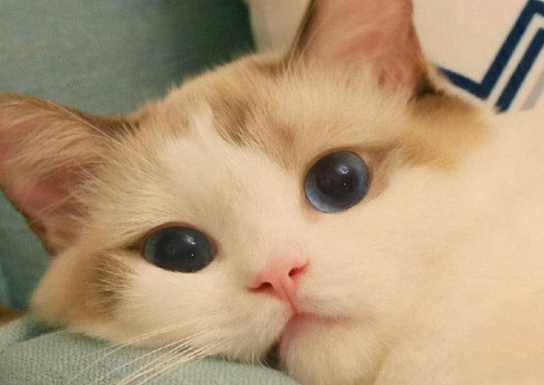 抚摸自己的猫咪被抓伤,抚摸猫咪猫咬手怎么办