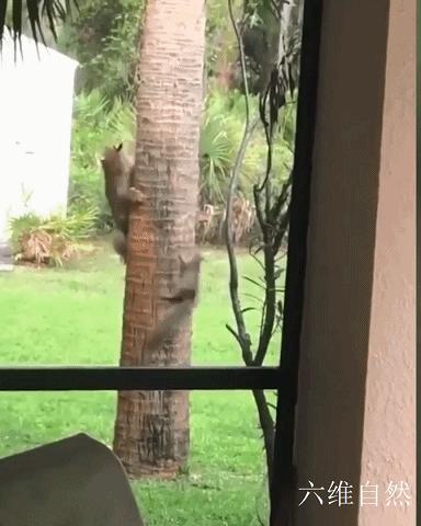 国外一只松鼠逃跑过程,国外一只松鼠逃跑