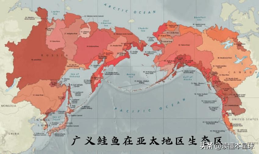 转基因鲑鱼,转基因大西洋鲑鱼