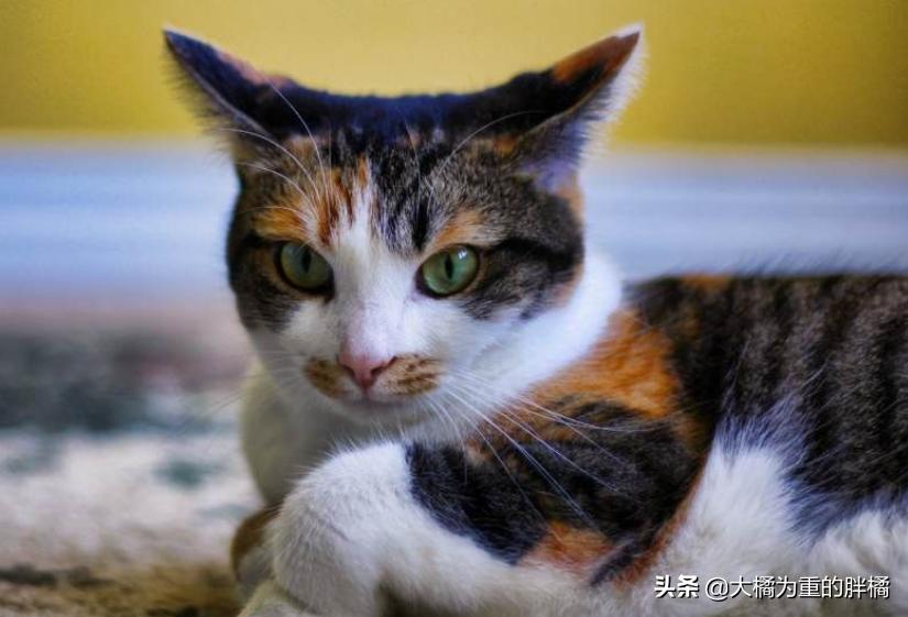 如果猫咪在家里乱蹦乱跳会怎么办,如果你家猫咪调皮怎么办