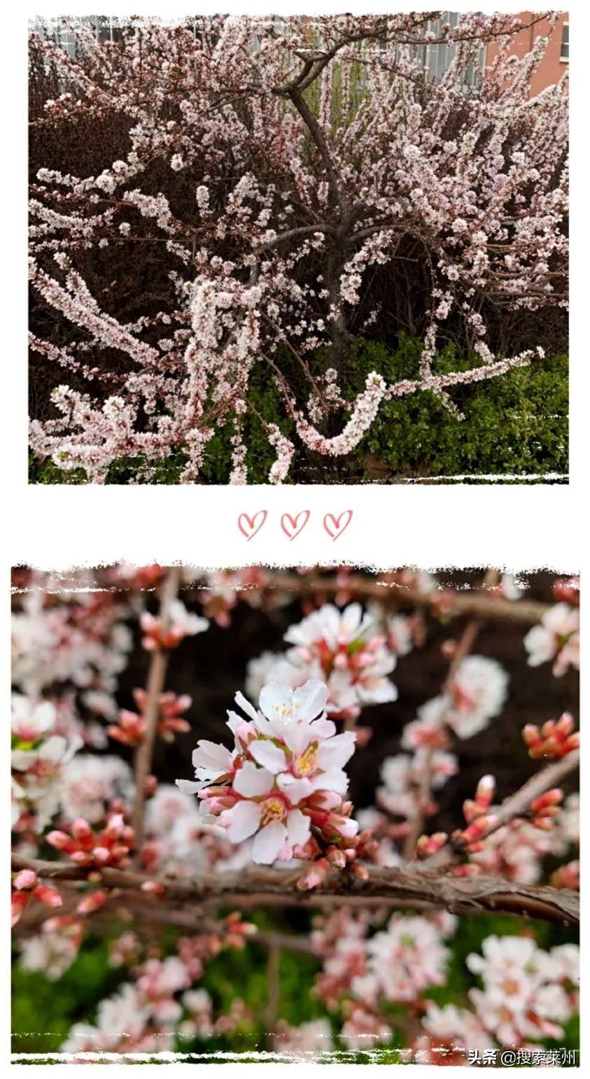 春满校园春暖花开,沙河镇中心小学校园