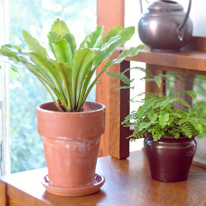 蕨类植物生物知识点有哪些,蕨类植物百科知识