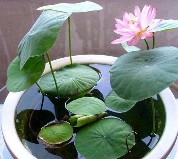 盆栽睡莲的养殖方法和注意事项,睡莲犹如亭亭玉立的少女