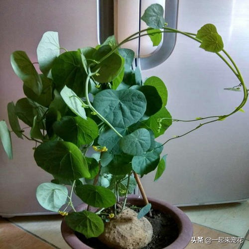 绿萝和山乌龟,山乌龟和绿萝