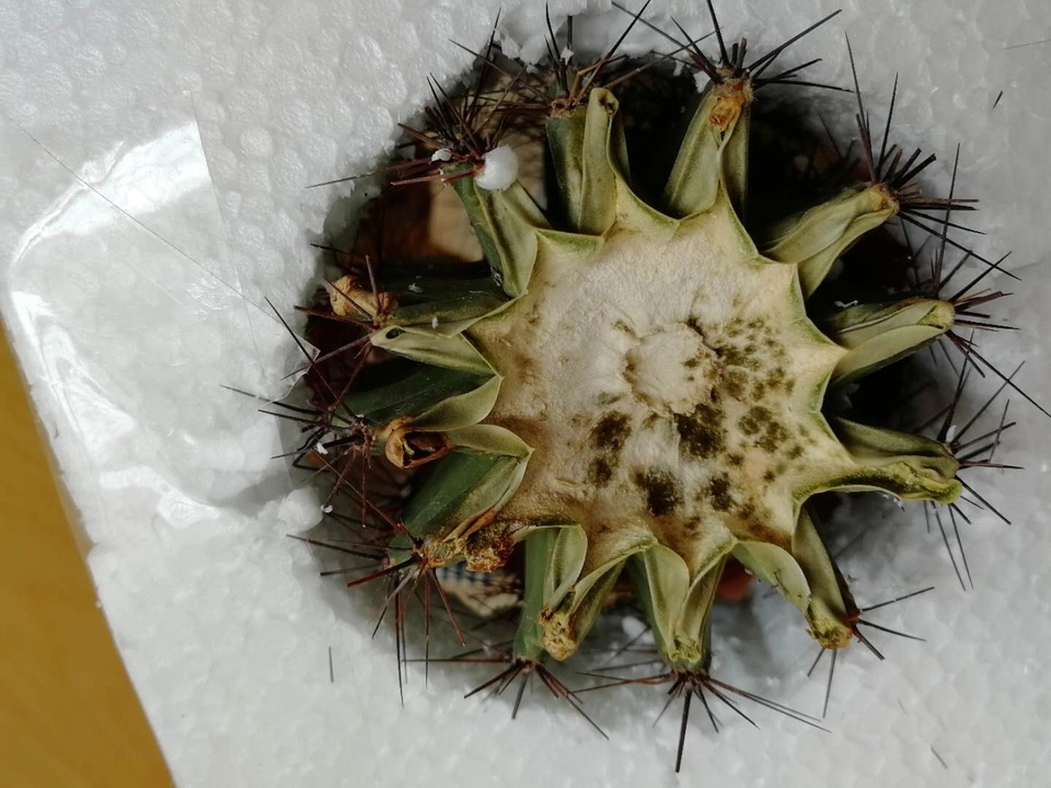 仙人球烂根怎么补救最快,仙人球烂根了怎么办