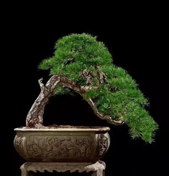 中国十大名贵稀有植物物种,全身是宝的名贵植物有哪些