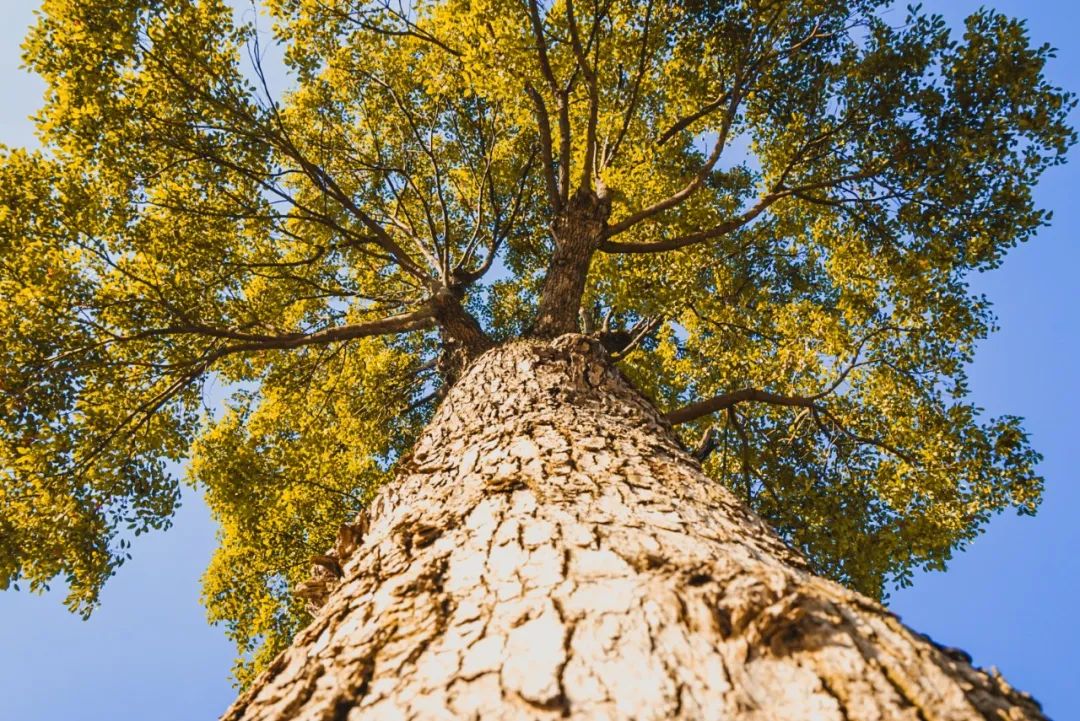 看,这是属于泉信的秋韵