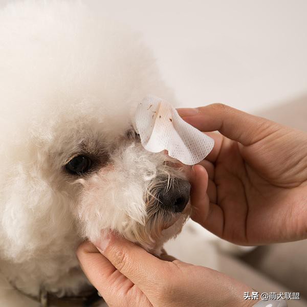 狗狗如何有效去除泪痕,狗狗泪痕好了还需要吃泪痕液吗