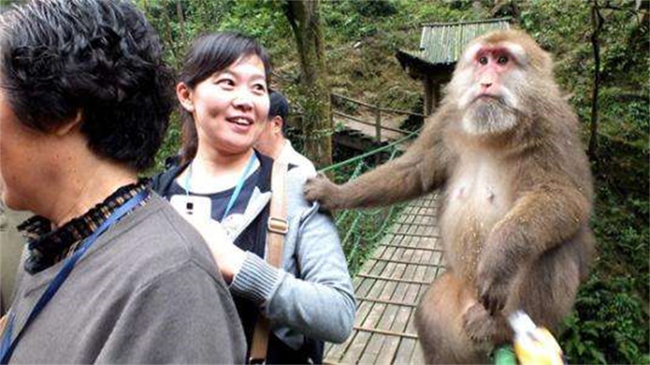 对付峨眉山猴,去峨眉山拿什么对付猴子