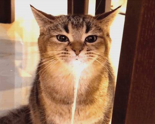 猫咪中毒开始抽筋要怎么抢救,猫咪天堂鸟中毒怎么处理