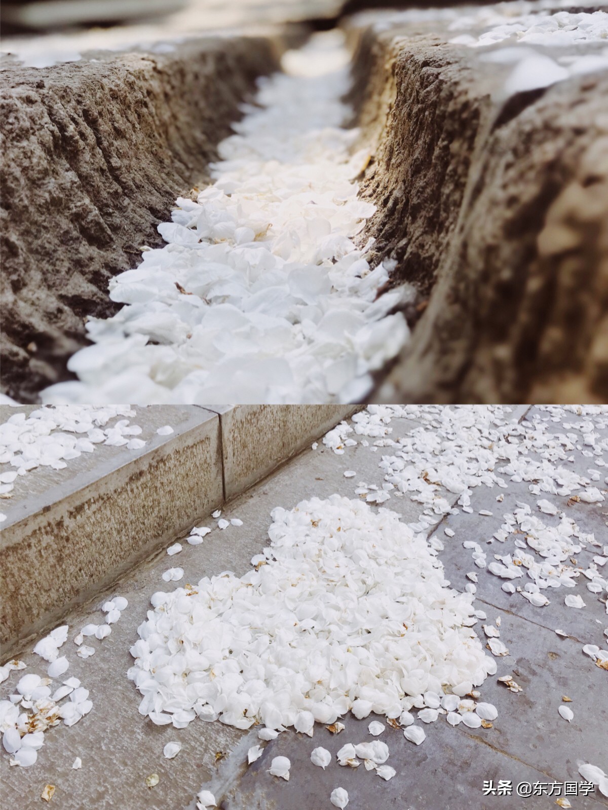 @所有人，周末一起赏玉兰，五处北京玉兰美景