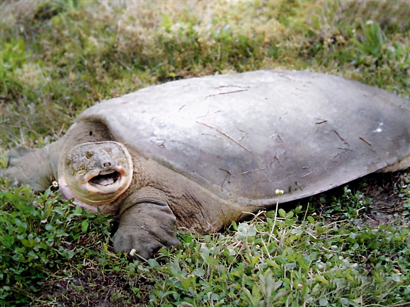 各种龟类图片大全大图,龟类展示会