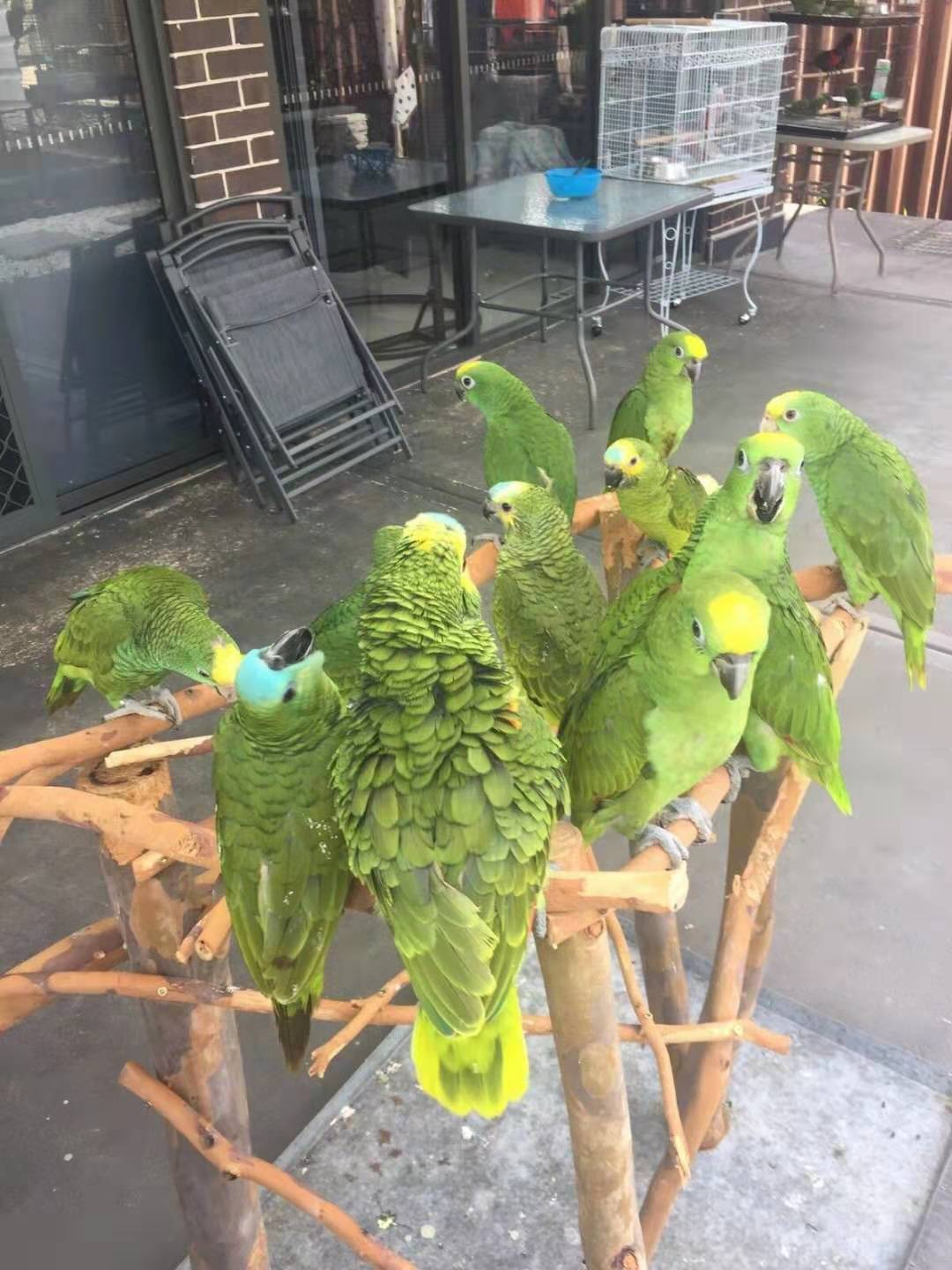 澳洲大鹦鹉多少钱一只,澳大利亚金刚鹦鹉多少钱一只