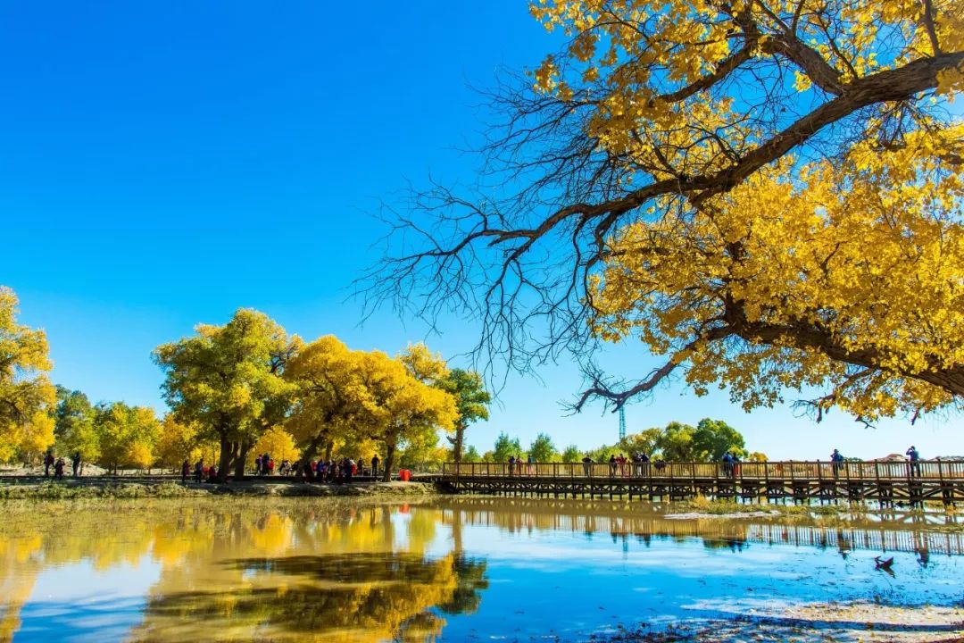 额济纳胡杨林自驾游详细攻略,宝鸡自驾往额济纳胡杨林攻略
