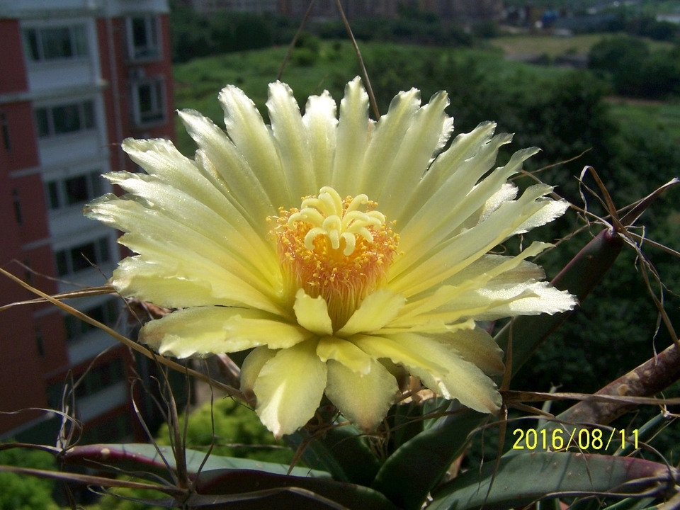 仙人球烂根怎么补救最快,仙人球烂根了怎么办