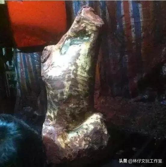 印度小叶紫檀千年树王,天价印度小叶紫檀树