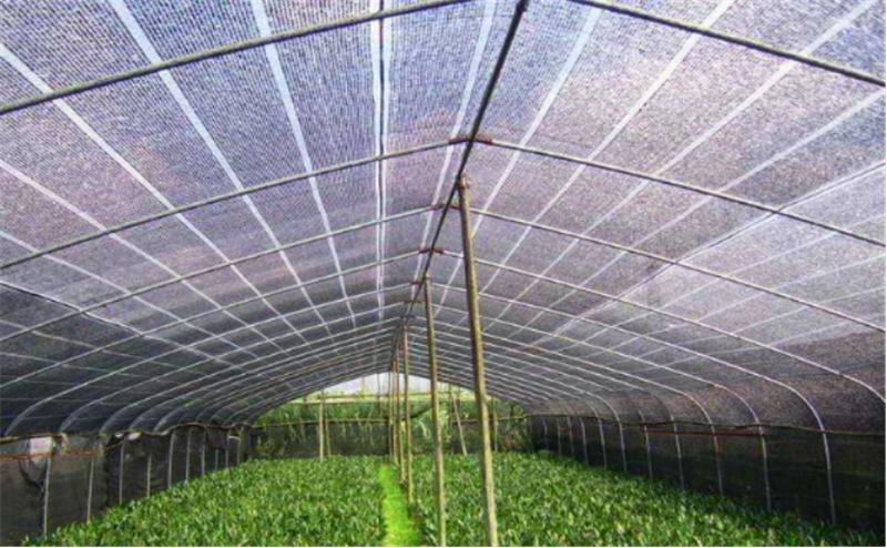 高温天气晒伤怎么处理最好,天气热辣椒晒伤怎么办