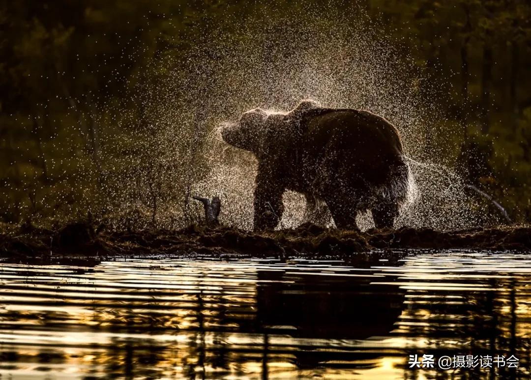尼康拍野生动物,这位摄影师