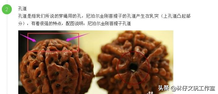 尼泊尔大金刚与落地红的简单区别,印尼大金刚就是落地红吗