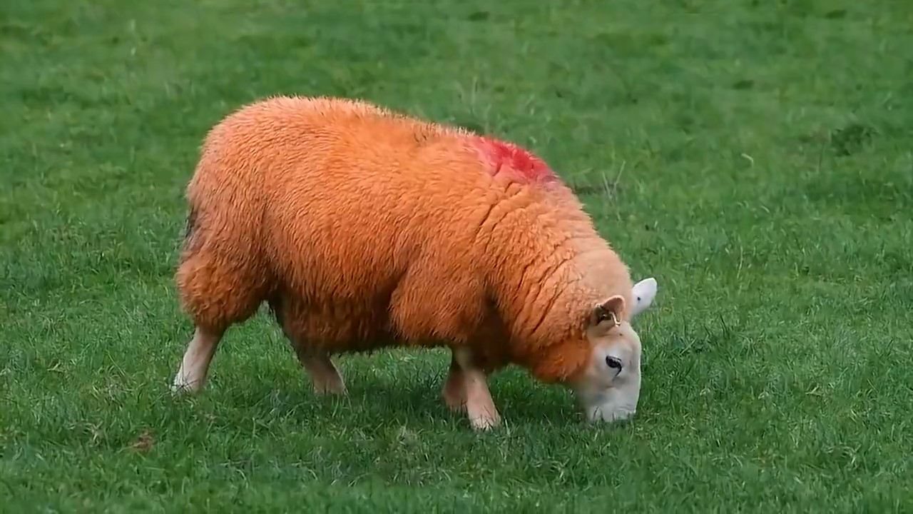 如何通过卖羊赚钱,买卖羊的交易有没有利润