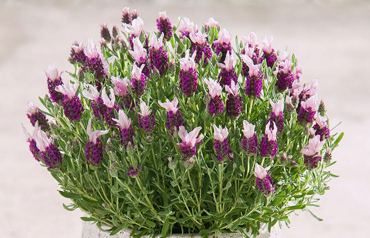 薰衣草的正确养殖方法图片大全,薰衣草移盆需要恢复几天