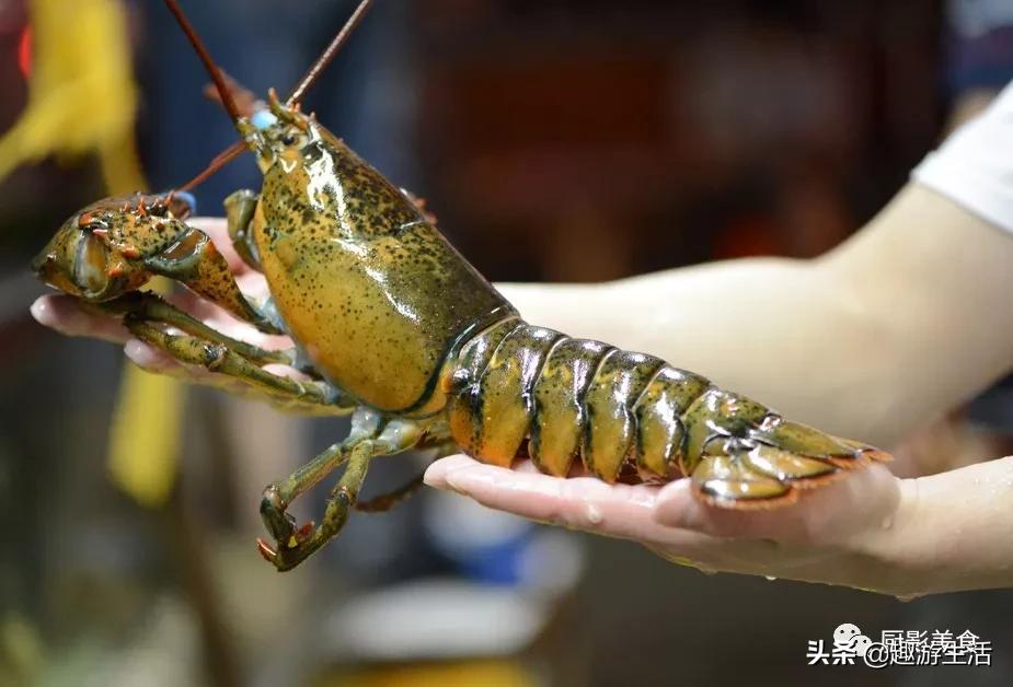 世界上的各种龙虾,世界上最大龙虾