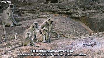 bbc纪录片揭露残忍人类对待动物,bbc动物纪录片造假事件