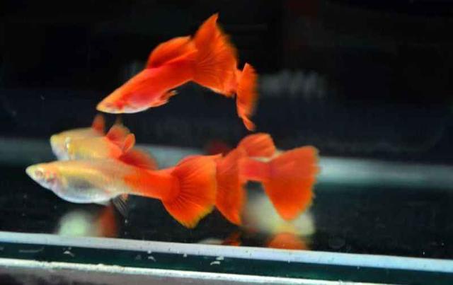 孔雀鱼苗有针尾的迹象,孔雀鱼苗生下来就是针尾吗