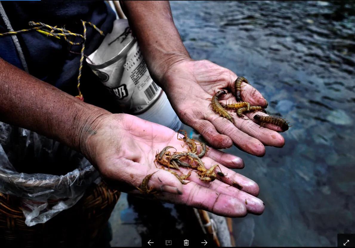 《云南虫谷》中的“蛊虫”是什么是真实存在的吗