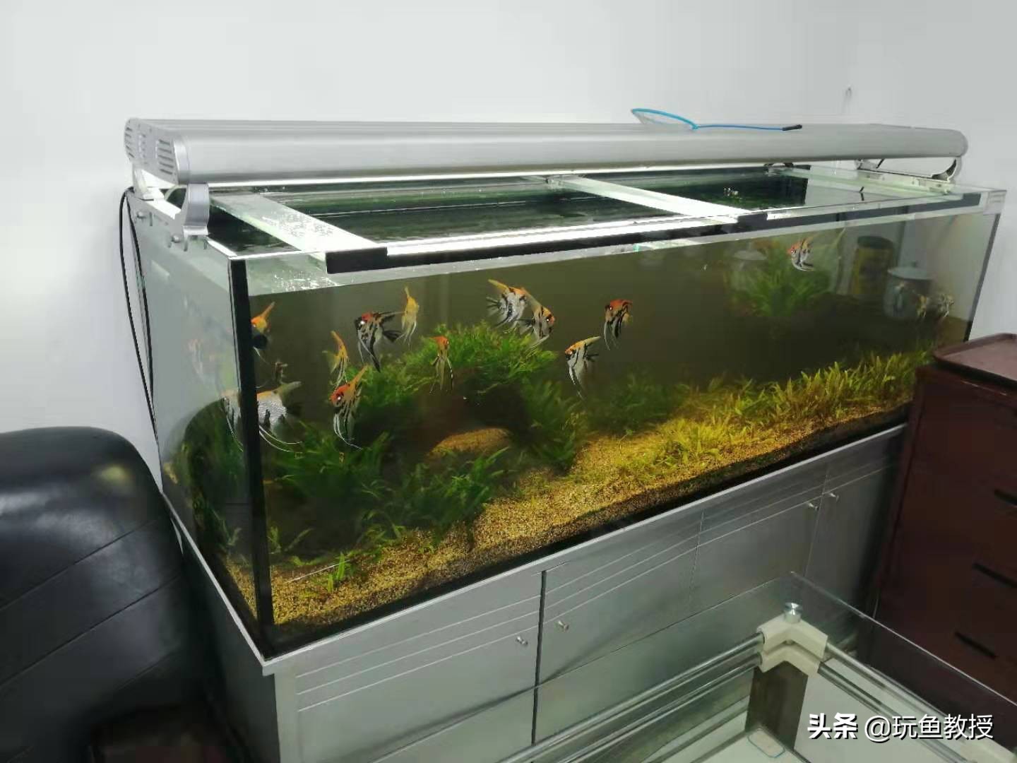 皇冠水草叶子发黄烂掉怎么回事,水草叶子发黄怎么补救最快