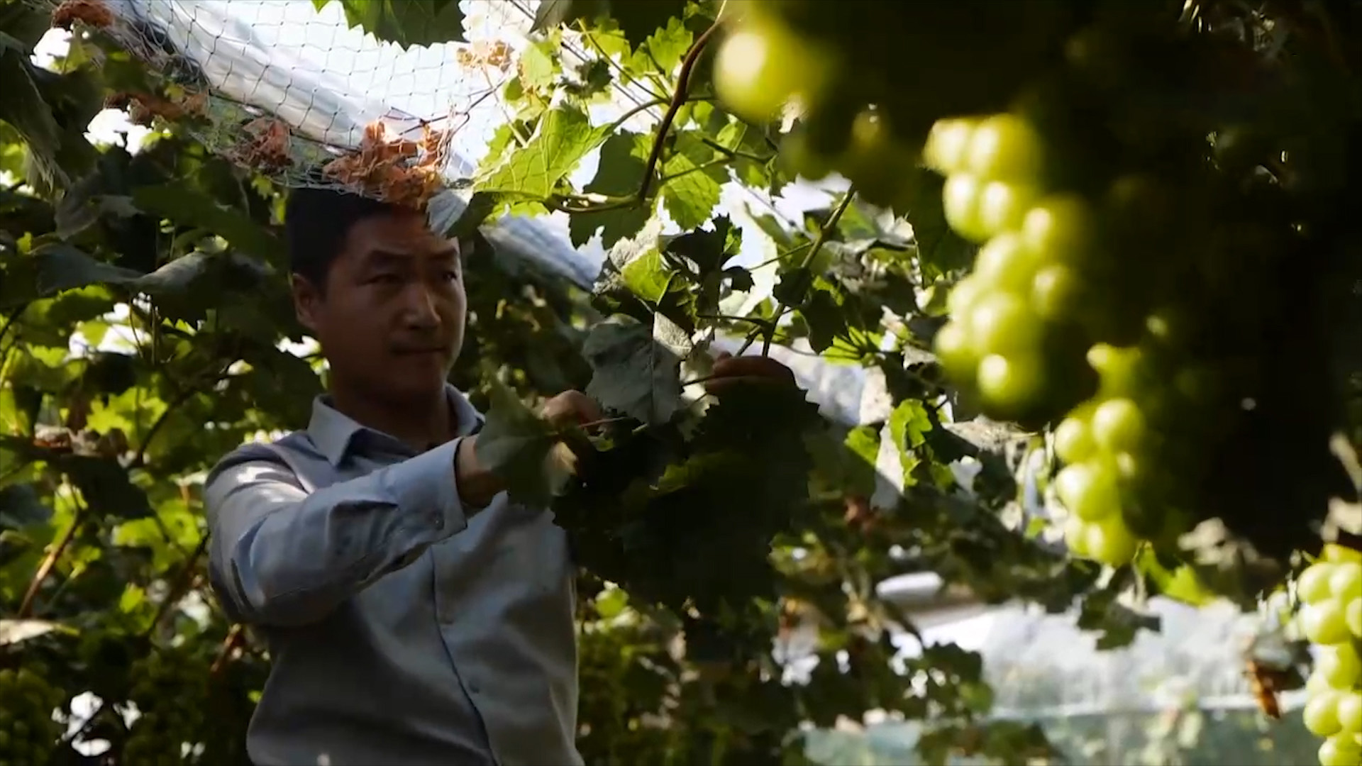 回农村创业种葡萄效益如何,80后小伙创业种葡萄