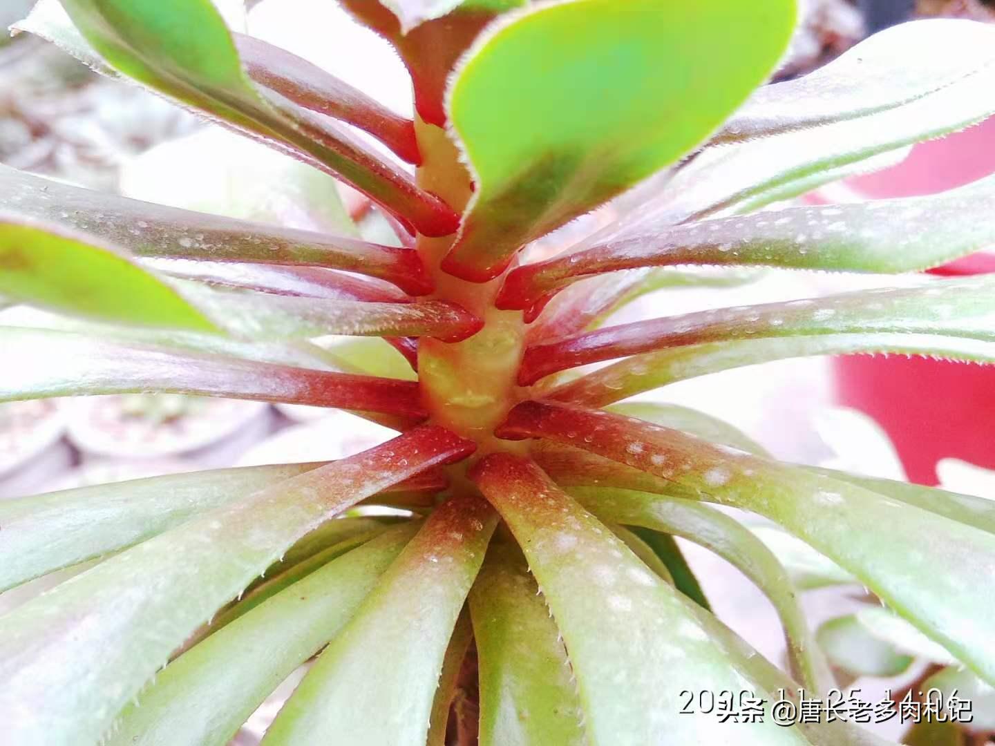 多肉法师开完花会死吗,多肉法师顶端花剑可以整个剪掉吗