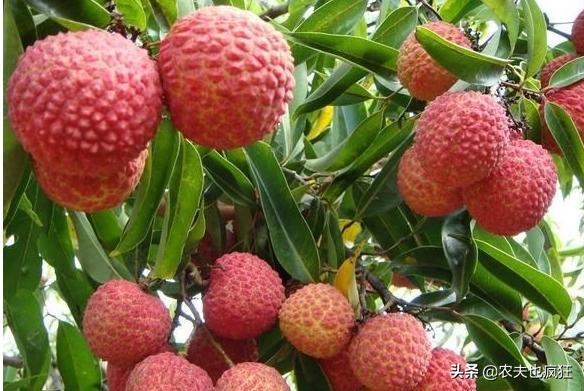 最便宜的荔枝丰收,2018越南进口荔枝价格