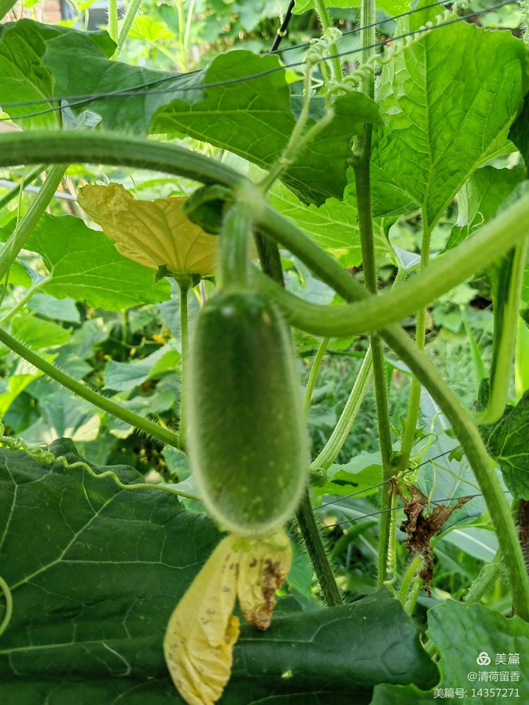 散文:黄黄的瓜花儿