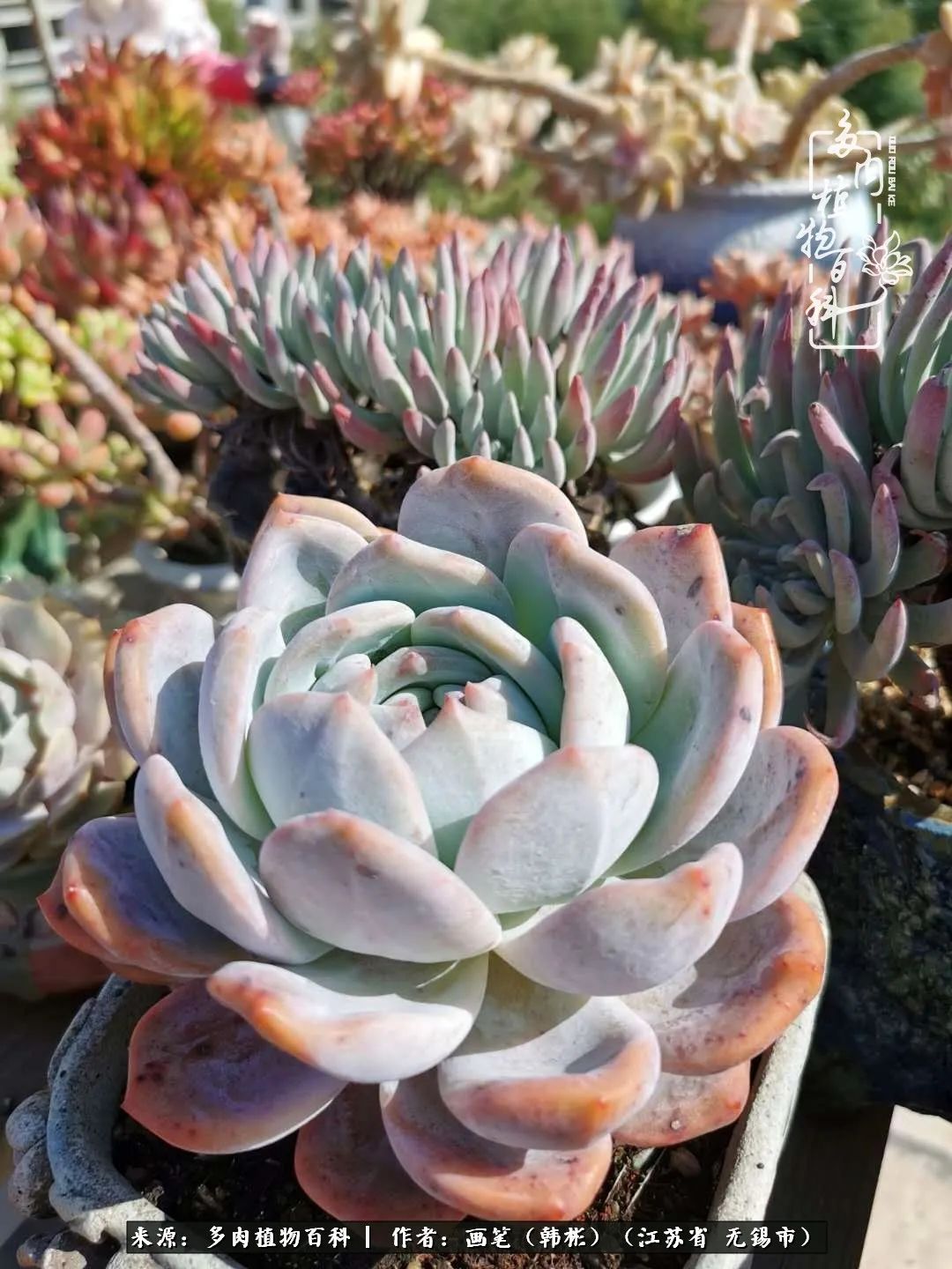 阳台多肉花园简直美翻了,适合男生养的多肉