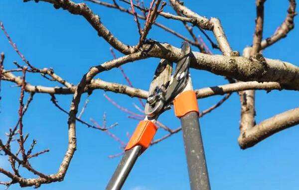 果树幼树冬修剪,修剪果树的方法和时间