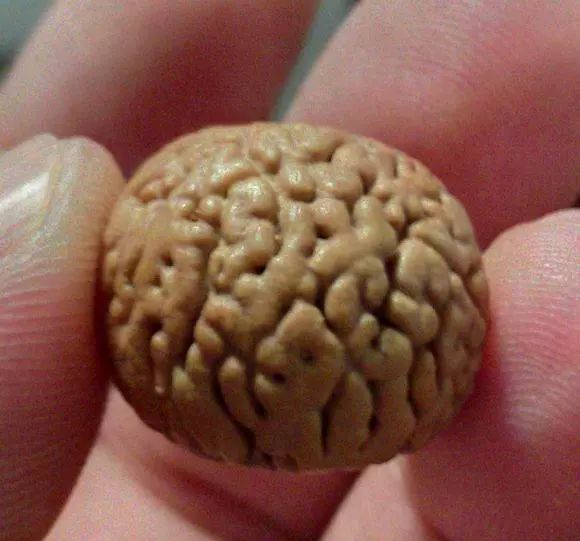 脑纹桃核是圆的吗,脑纹桃核广东能种吗