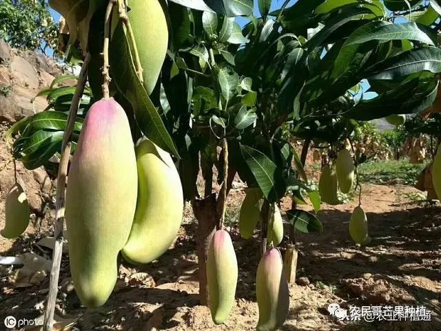 芒果流胶病怎么治疗,芒果流胶病防治措施